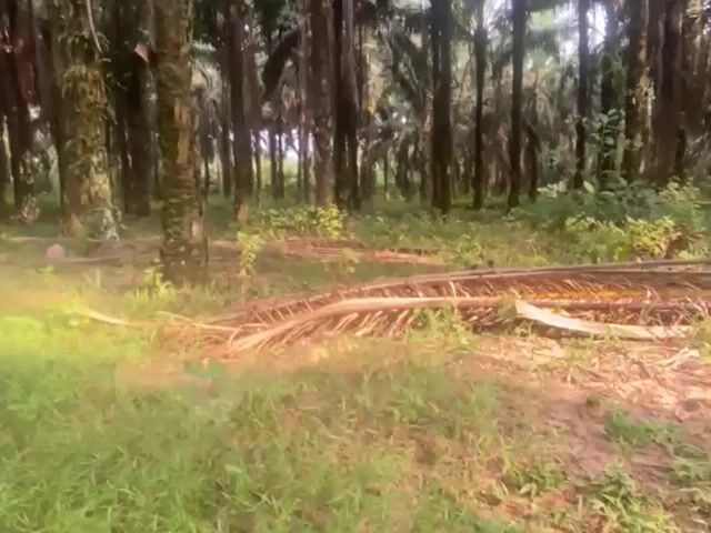 Video Image 1