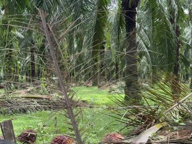 Video Image 1