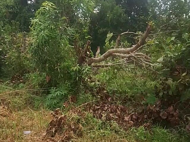 Video Image 1