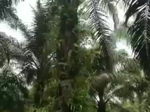 Video Image 1
