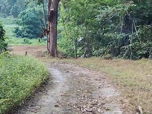 Video Image 1