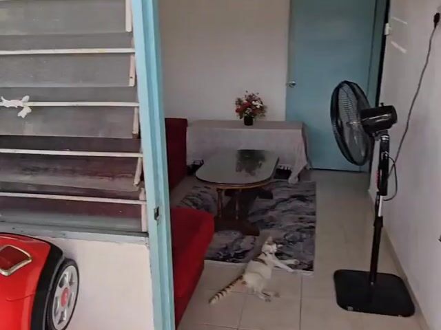 Video Image 1