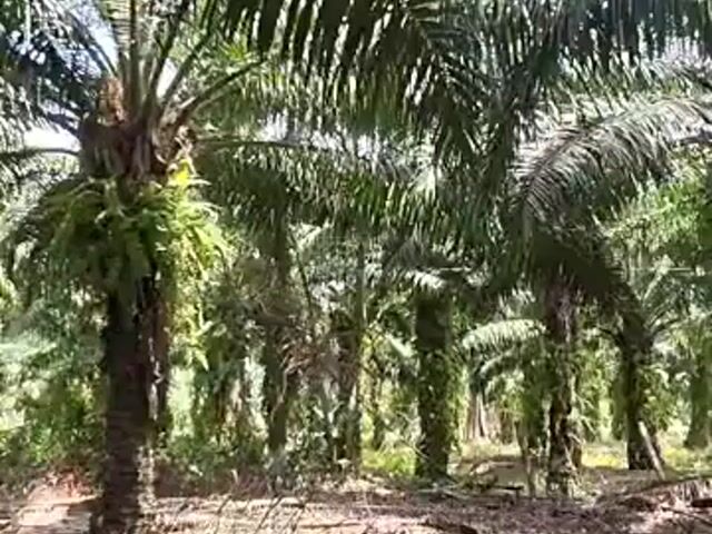 Video Image 1
