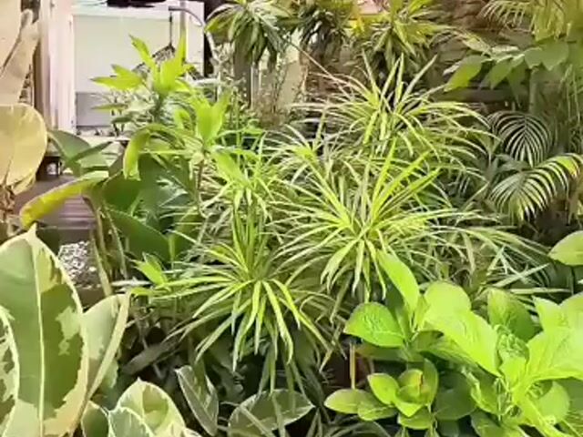 Video Image 1