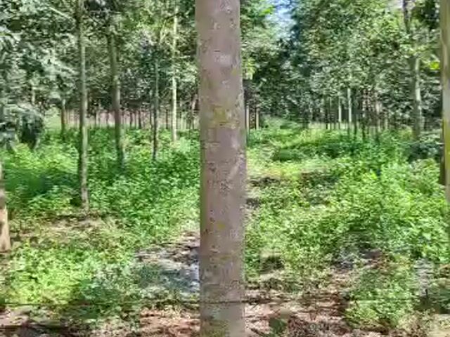 Video Image 1