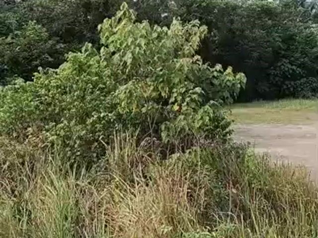 Video Image 1