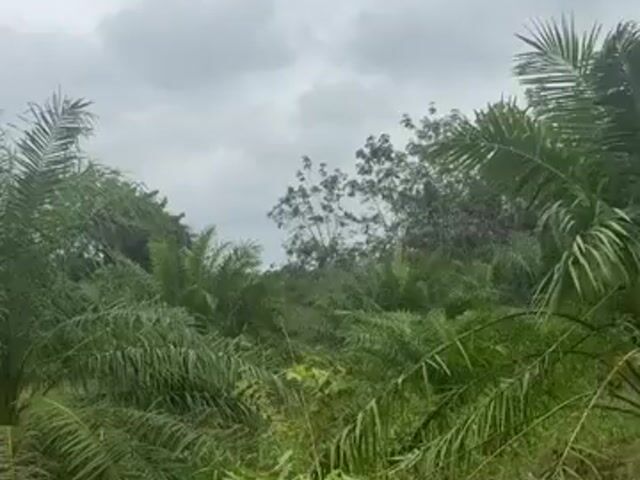 Video Image 1