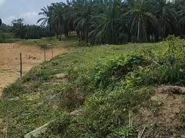 Video Image 1