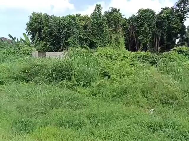 Video Image 1