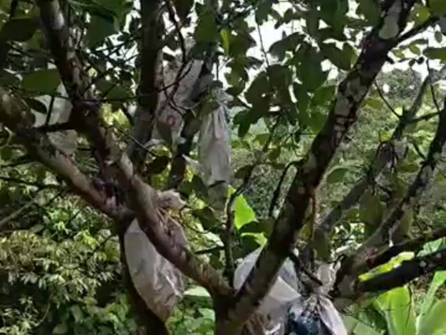 Video Image 1