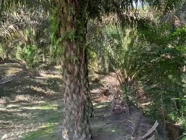 Video Image 1
