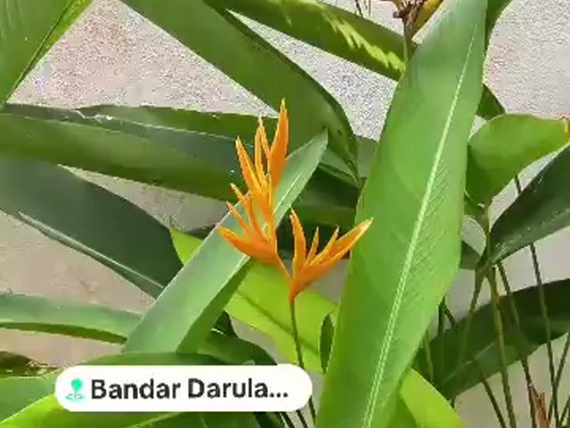 Video Image 1