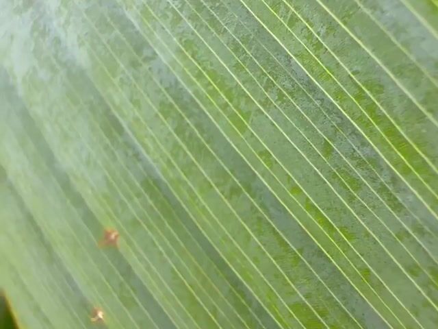 Video Image 1