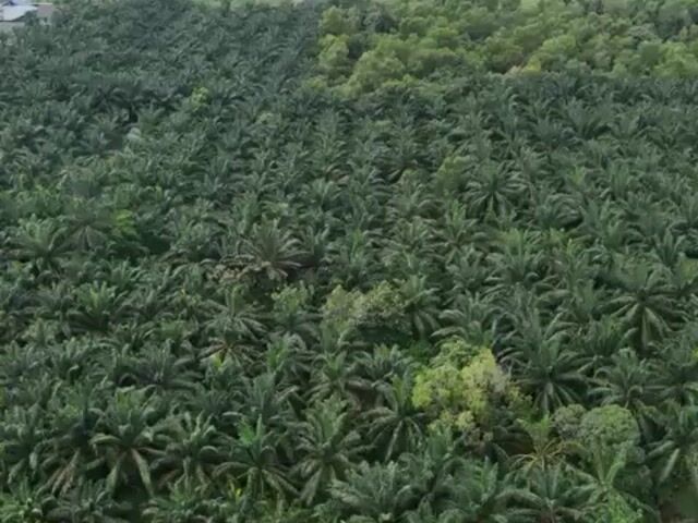 Video Image 1