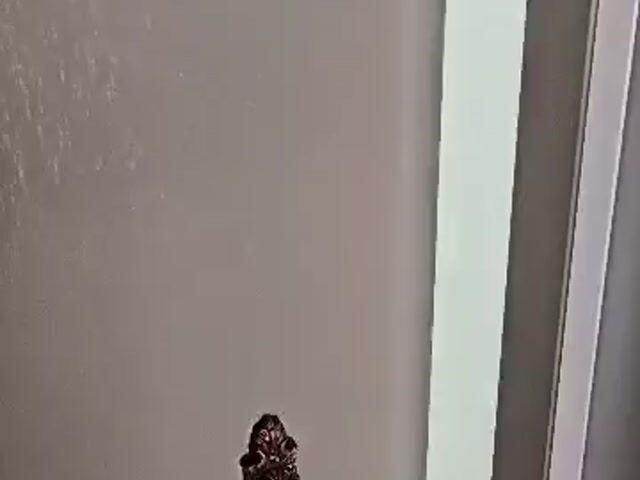 Video Image 1