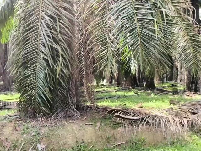 Video Image 1