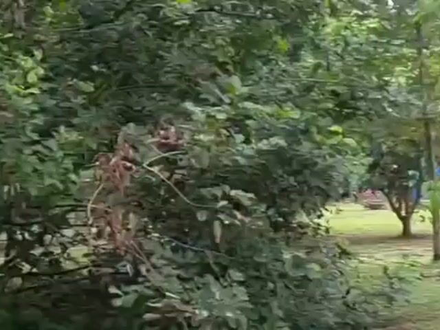 Video Image 1
