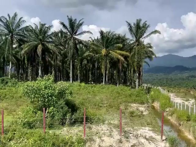 Video Image 1