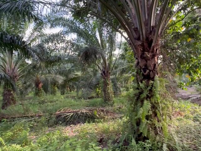 Video Image 1
