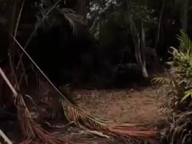 Video Image 1