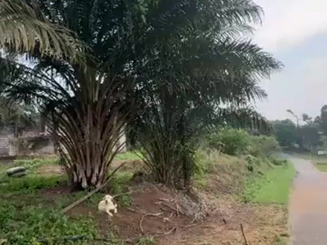 Video Image 1