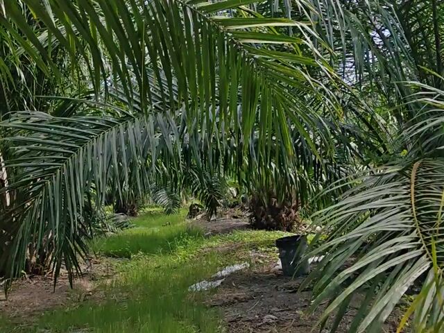 Video Image 1