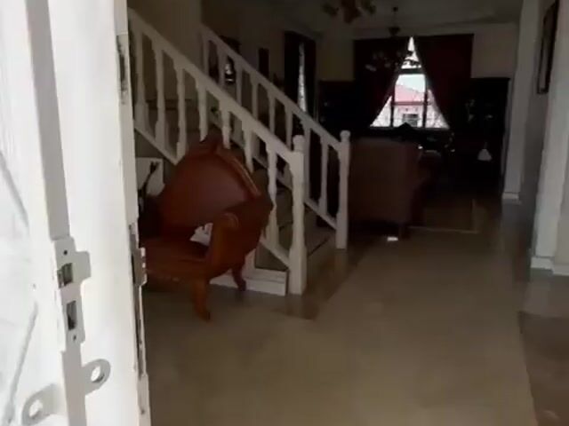 Video Image 1