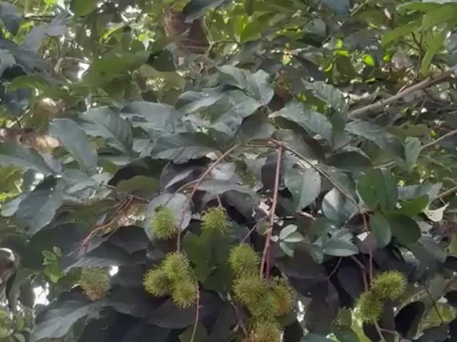Video Image 1
