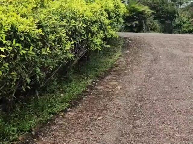 Video Image 1