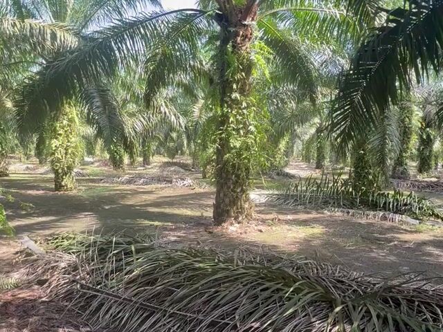 Video Image 1