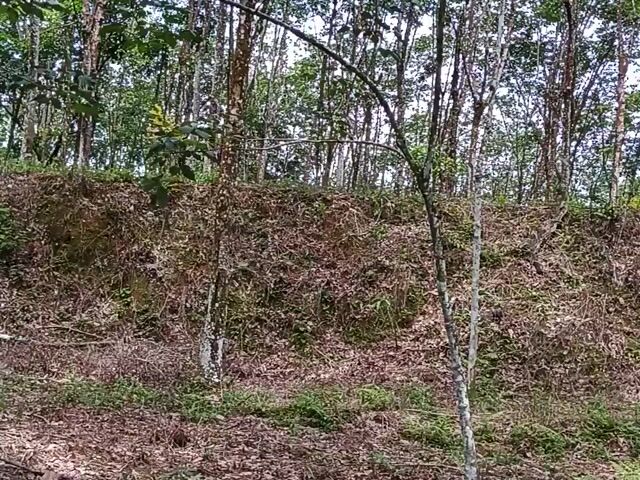 Video Image 1