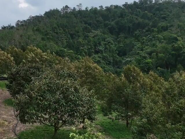 Video Image 1